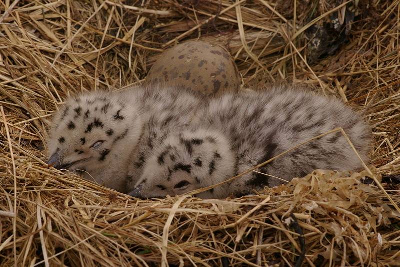 Two hatchlings of Larus marinus in nest. Burkhard.Plache, CC BY-SA 3.0 via Wikimedia Commons